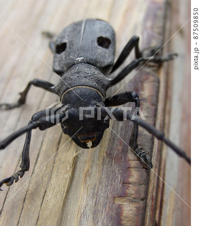 A frightening beetle. Close up shot of a large black beetle on a piece of wood. A frightening beetle. Close up shot of a large black beetle on a piece of wood. 87509850