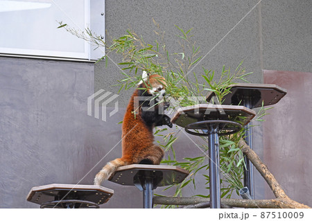 レッサーパンダ 87510009