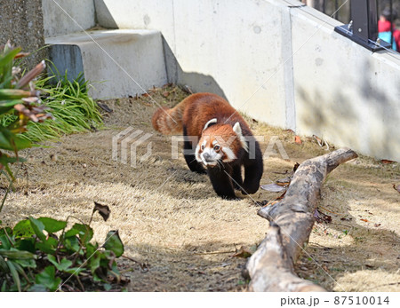 レッサーパンダ レッサーパンダ 87510014