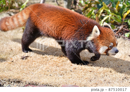 レッサーパンダ 87510017