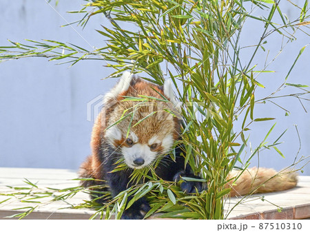 レッサーパンダ レッサーパンダ 87510310