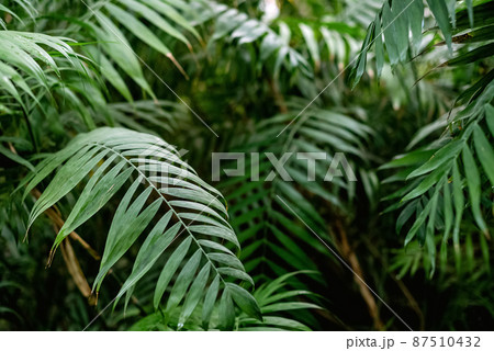 Green palm tree leaves tropical background Green palm tree leaves tropical background 87510432