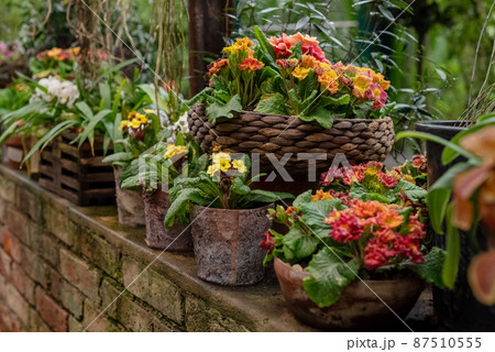 Blooming houseplants growing in ceramic flowerpots in home garden Blooming houseplants growing in ceramic flowerpots in home garden 87510555
