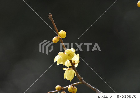 蝋梅の花 蝋梅の花 87510970
