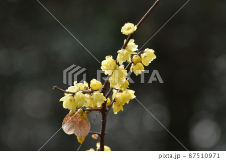 蝋梅の花 蝋梅の花 87510971