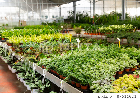 Rows of pots with sprouts in plant shop Rows of pots with sprouts in plant shop 87511621