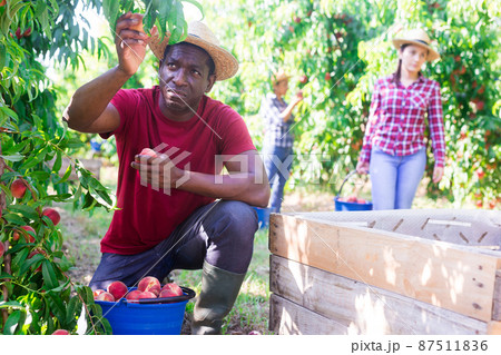 Successful male owner of orchard gathering harvest of peaches on sunny day Successful male owner of orchard gathering harvest of peaches on sunny day 87511836