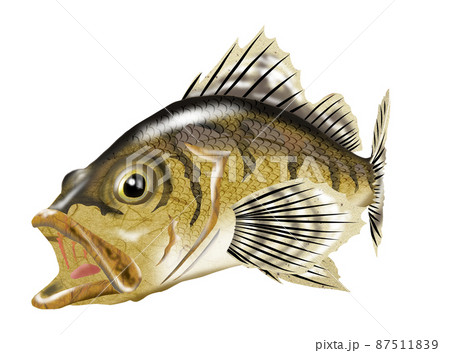 めばる, 水彩, 描かれた, 魚 めばる, 水彩, 描かれた, 魚