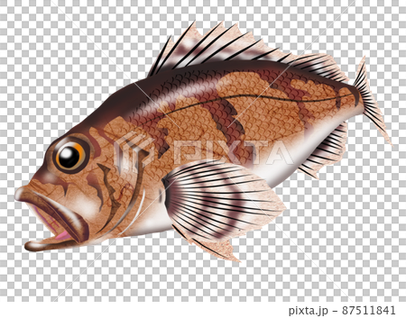 釣魚經典吃美味的石斑魚 釣魚經典吃美味的石斑魚 87511841