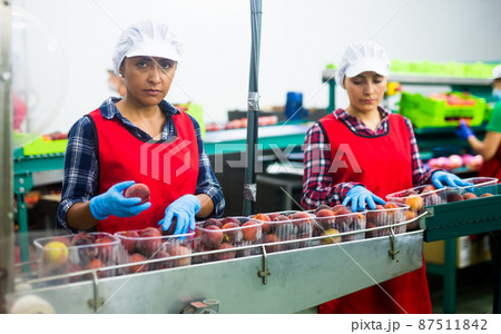 Latino women sorting peaches at fruit storage Latino women sorting peaches at fruit storage 87511842