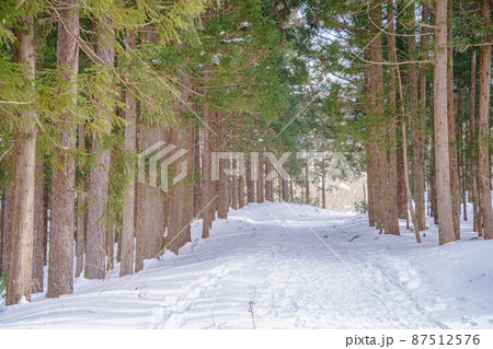 雪の林道 雪の林道 87512576