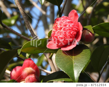 ツバキ（椿）：紅卜伴/紅唐子 87512934