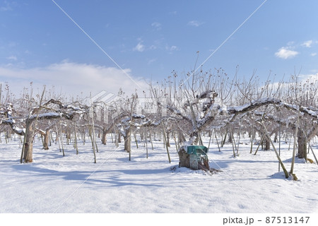 正月3日の晴天、雪景色となった長野市南赤沼のリンゴ畑を見渡す 正月3日の晴天、雪景色となった長野市南赤沼のリンゴ畑を見渡す 87513147