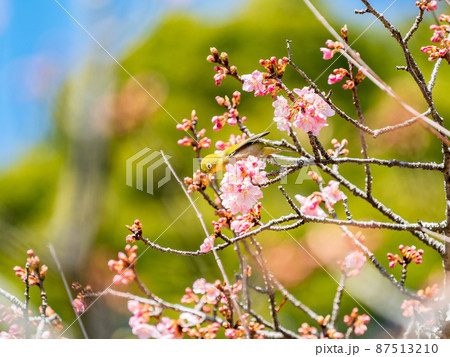 うららかな早春の南房総の景色　美しく咲いた頼朝桜とかわいいメジロ 87513210