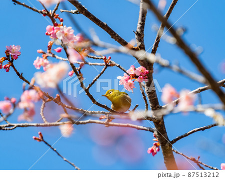 うららかな早春の南房総の景色　美しく咲いた頼朝桜とかわいいメジロ 87513212