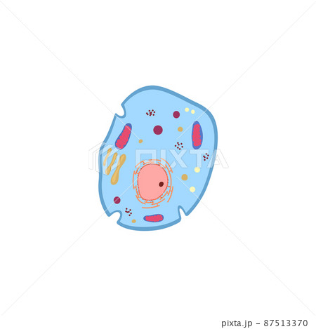 Biological cell or unicellular organism anatomy vector illustration isolated. 87513370