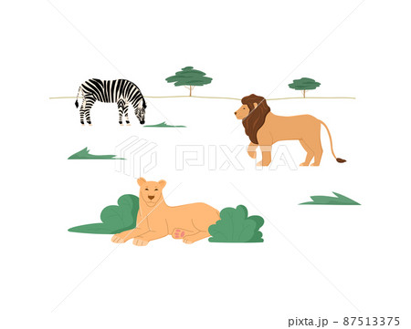 Wild animals in their habitat - zebra, lion and lioness in african safari or savanna, flat vector illustration on white. 87513375