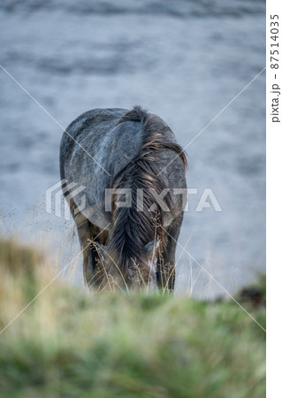 Front view of Icelandic native horse feeding with hidden head 87514035