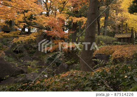 東京 大田黒公園 秋の紅葉風景 東京 大田黒公園 秋の紅葉風景 87514226