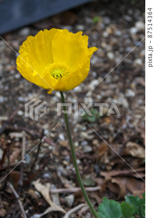 アイスランドポピー アイスランドポピー 87514364