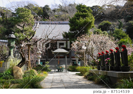 3月 藤沢192常立寺と枝垂れ梅 3月 藤沢192常立寺と枝垂れ梅 87514539