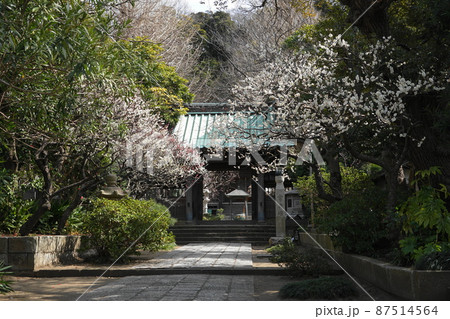 3月　藤沢187常立寺山門と梅の花 87514564