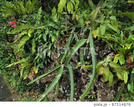 沖縄県 波照間島 87514876