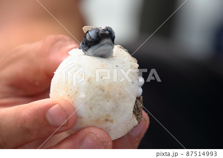卵から顔を出したウミガメの赤ちゃんの写真素材 [87514993] - PIXTA