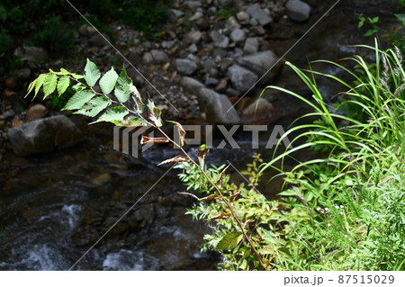 夏の日に雑草が川までせり出している風景 夏の日に雑草が川までせり出している風景 87515029