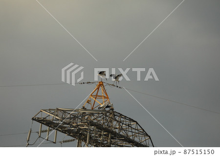 コウノトリ 2021 87515150