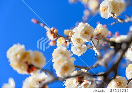 大宮第2公園の梅林 八重冬至 埼玉県さいたま市大宮区 大宮第2公園の梅林 八重冬至 埼玉県さいたま市大宮区 87515252