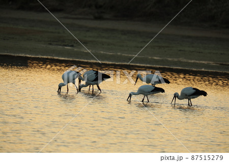 コウノトリ 2022 コウノトリ 2022 87515279