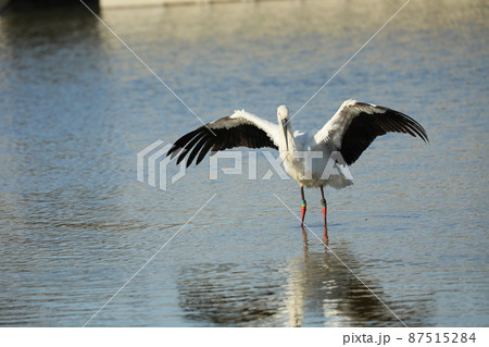 コウノトリ 2022 コウノトリ 2022 87515284