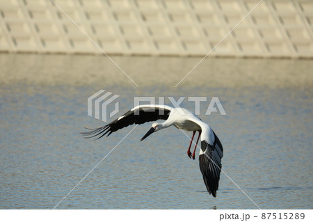 コウノトリ 2022 コウノトリ 2022 87515289