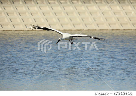 コウノトリ 2022 87515310