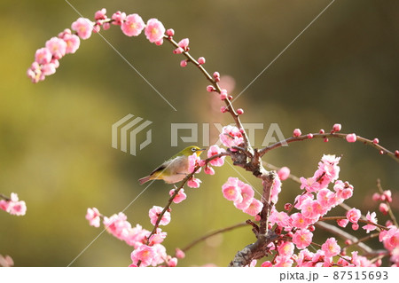 八木のしだれ梅とネコ 2022 87515693