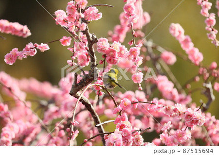 八木のしだれ梅とネコ 2022 87515694