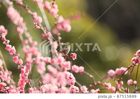 八木のしだれ梅とネコ 2022 87515699