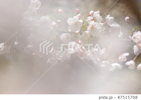 桜の風景　〜霞〜　（城山公園　富山県 小矢部市） 87515708