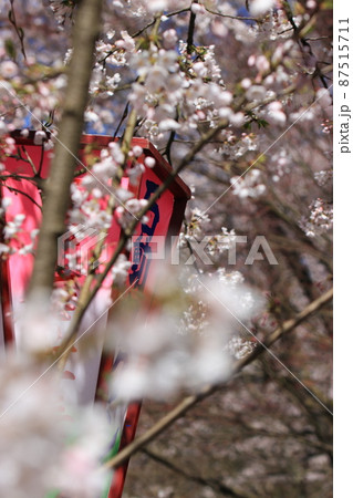 桜の風景 〜ぼんぼり〜 (城山公園 富山県 小矢部市) 桜の風景 〜ぼんぼり〜 (城山公園 富山県 小矢部市) 87515711