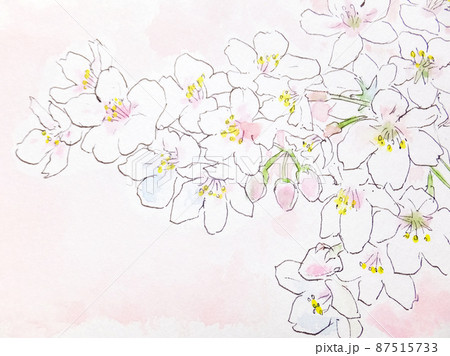 満開の桜　イラスト　水彩画 87515733