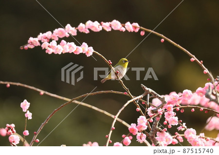 八木のしだれ梅とネコ 202 八木のしだれ梅とネコ 202 87515740