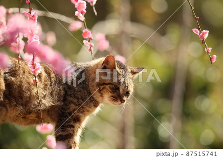 八木のしだれ梅とネコ 202 八木のしだれ梅とネコ 202 87515741