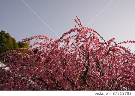 八木のしだれ梅 2022 87515788