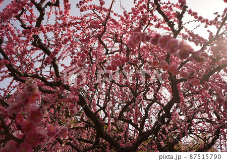 八木のしだれ梅 2022 八木のしだれ梅 2022 87515790