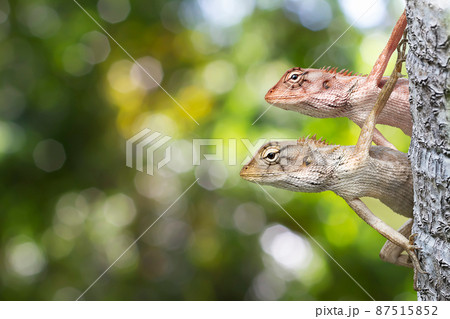 Two Thai chameleons behind the tree trunk on blurred green bokeh background Two Thai chameleons behind the tree trunk on blurred green bokeh background 87515852