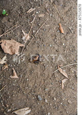昆虫 死骸 道端 昆虫 死骸 道端 87515870