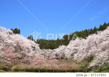 桜の風景 (城山公園 富山県 小矢部市) 桜の風景 (城山公園 富山県 小矢部市) 87515902