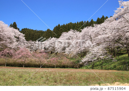 桜の風景　（城山公園　富山県 小矢部市） 87515904