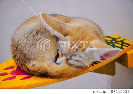 フェネック フェネック 87516388